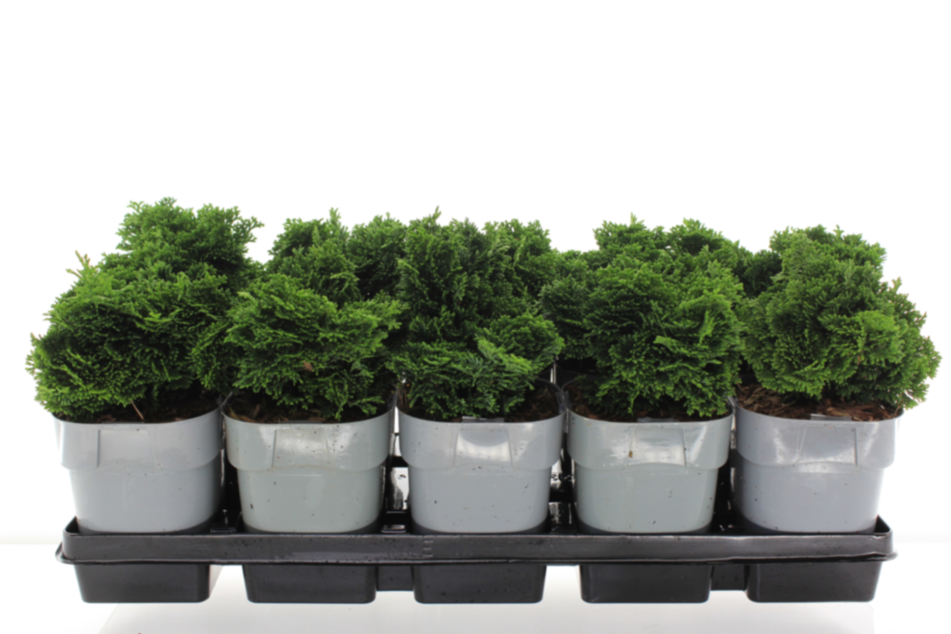 Кипарисовик туполистный Нана Грацилис